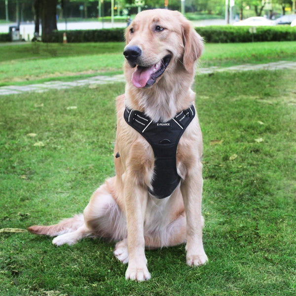 Saddle Dog Harness