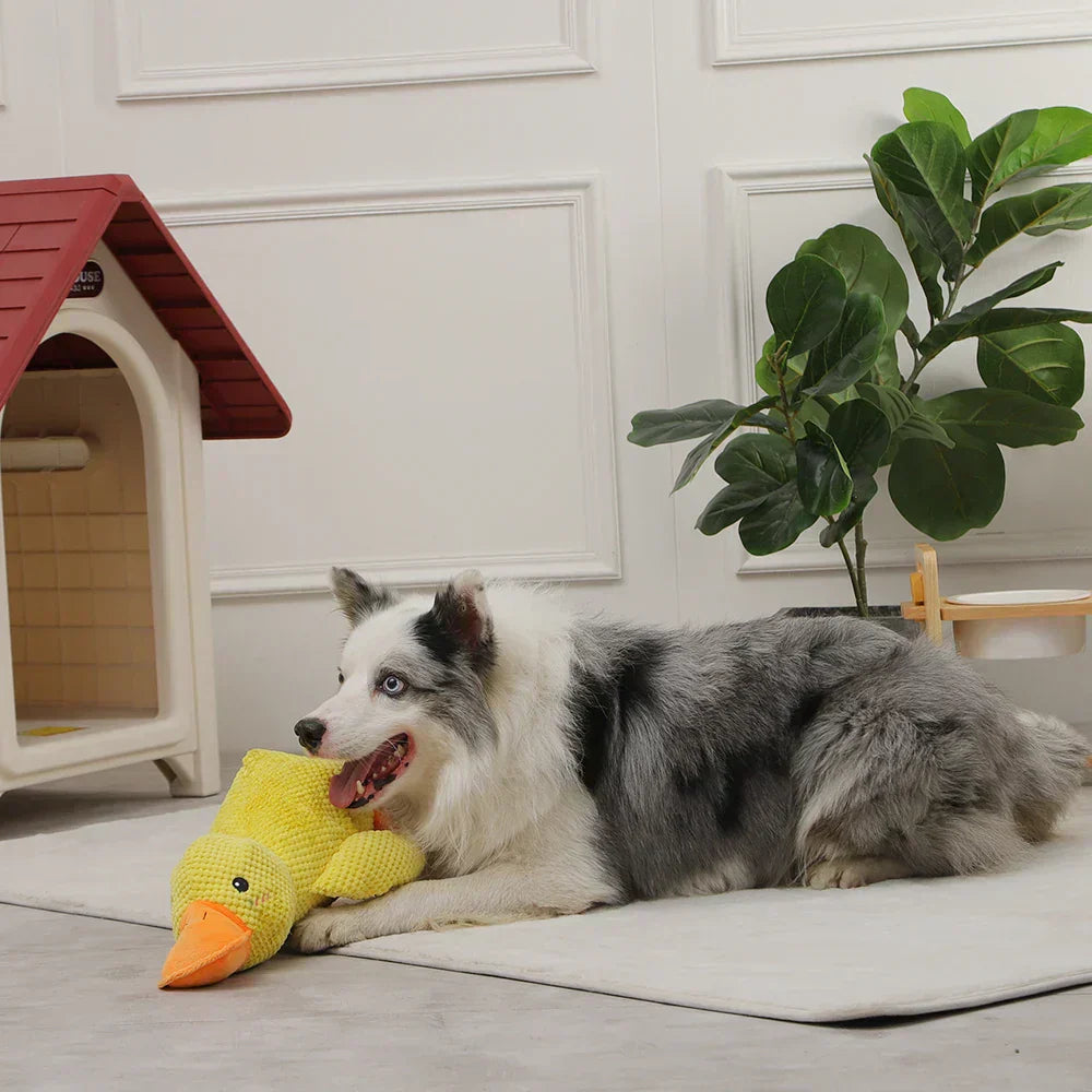 Quack-Quack Duck Dog Toy