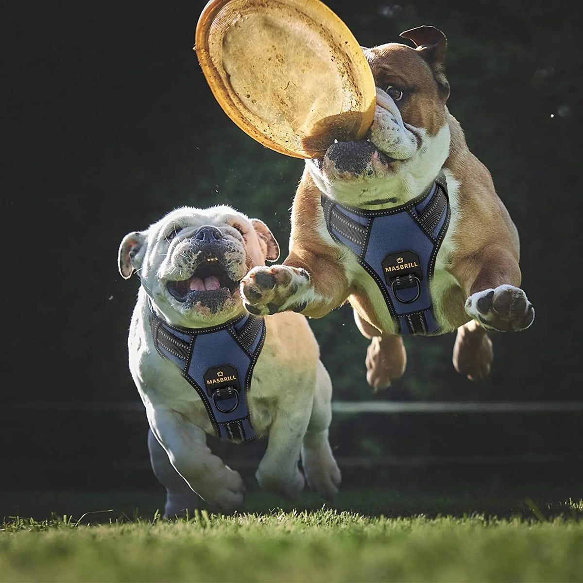 Reflective Large Dog Harness